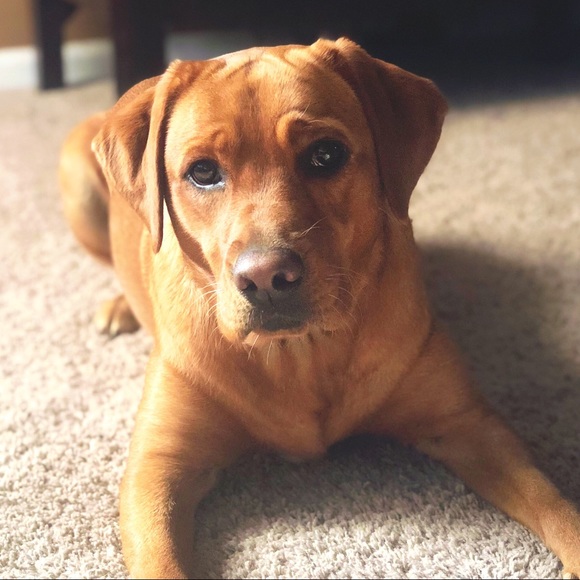 Meet your Posher, Chelsea - Picture 5 of 7